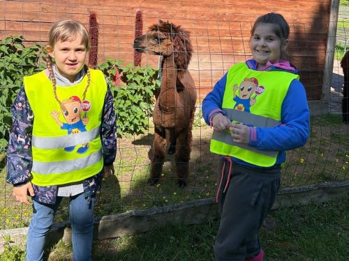 Wizyta w Alpakowej Zagrodzie! - 20.05.2025