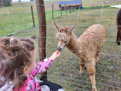 Zdjęcie WhatsApp 2025-10-08 o 14.40.55_35bc12c3