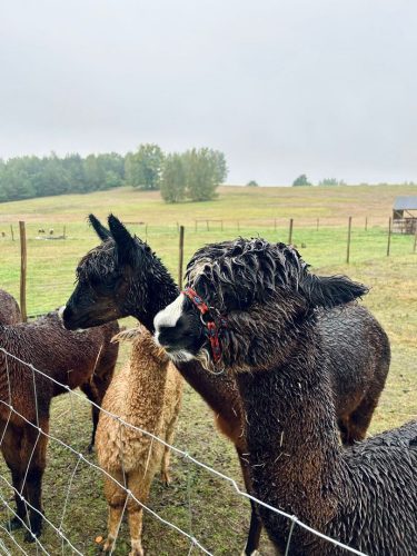 Zdjęcie WhatsApp 2025-10-08 o 15.01.53_e49e53e1