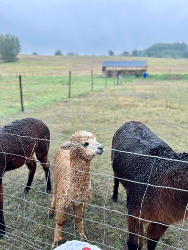 Zdjęcie WhatsApp 2025-10-08 o 15.01.55_6870cbf6