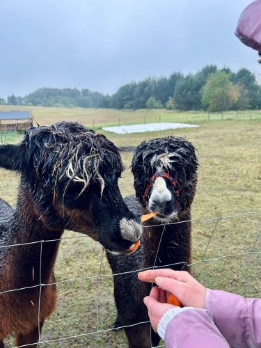 Zdjęcie WhatsApp 2025-10-08 o 15.01.56_6bd13725